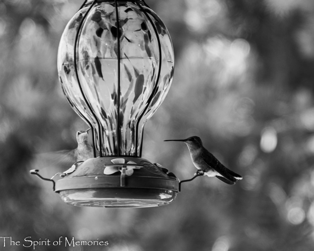 Meeting a Wild God in the Stillness